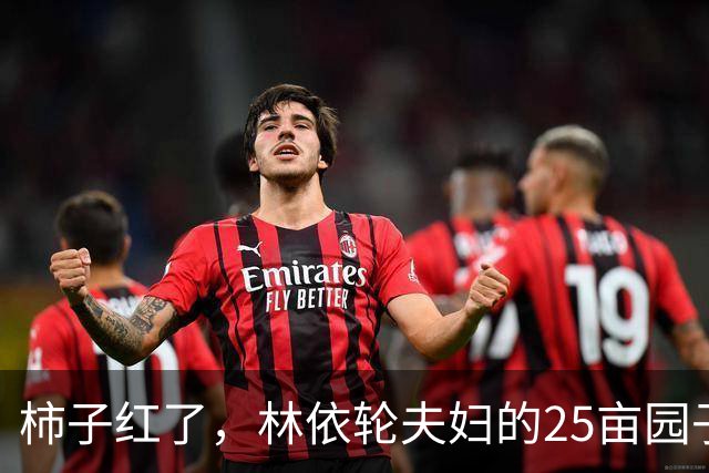 柿子红了，林依轮夫妇的25亩园子火了，这才是神仙日子！